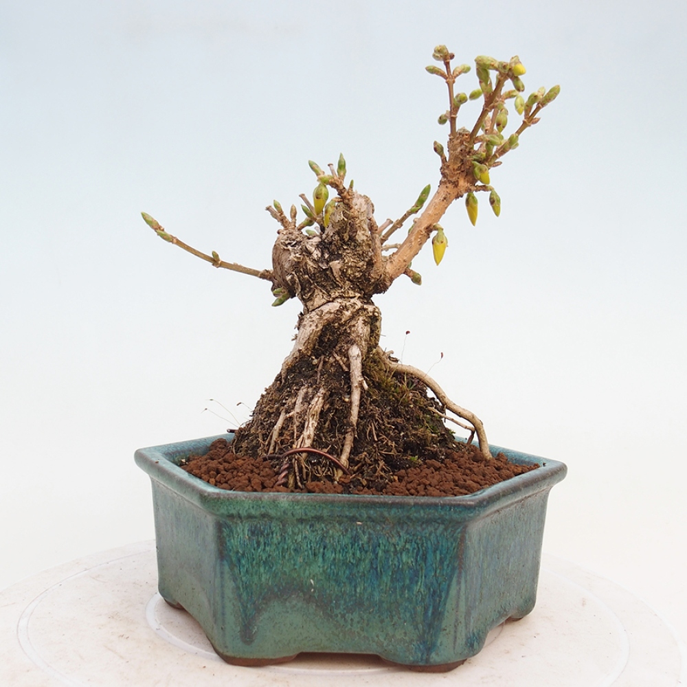 Venkovní bonsai - Zlatice - Forsythia intermedia 