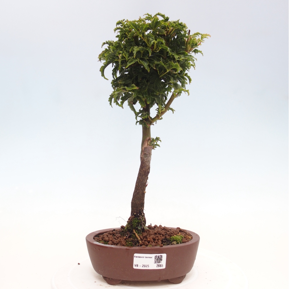Venkovní bonsai -Javor dlanitolistý Acer palmatum Shishigashira