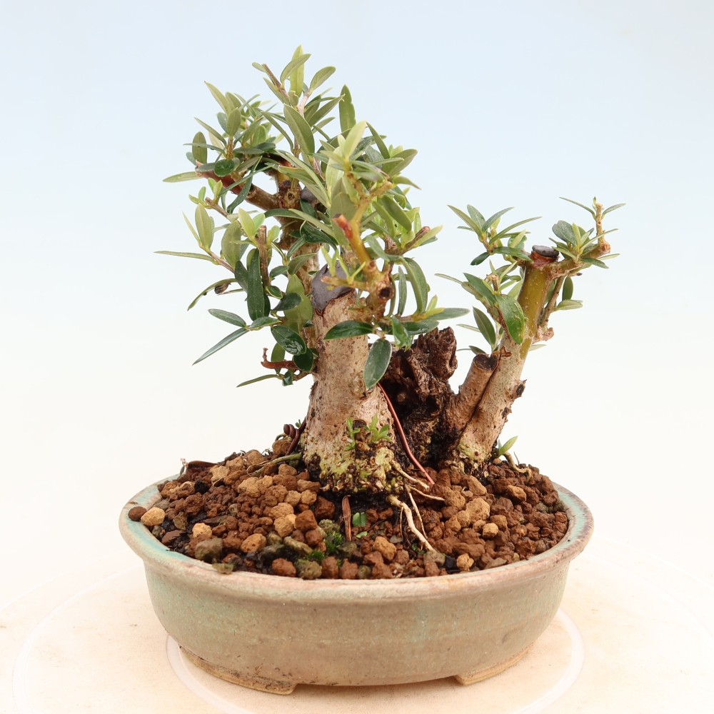 Pokojová bonsai - Olea europaea sylvestris -Oliva evropská drobnolistá