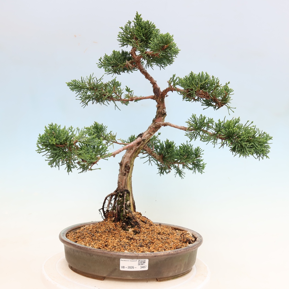 Venkovní bonsai - Juniperus chinensis Kishu -Jalovec čínský