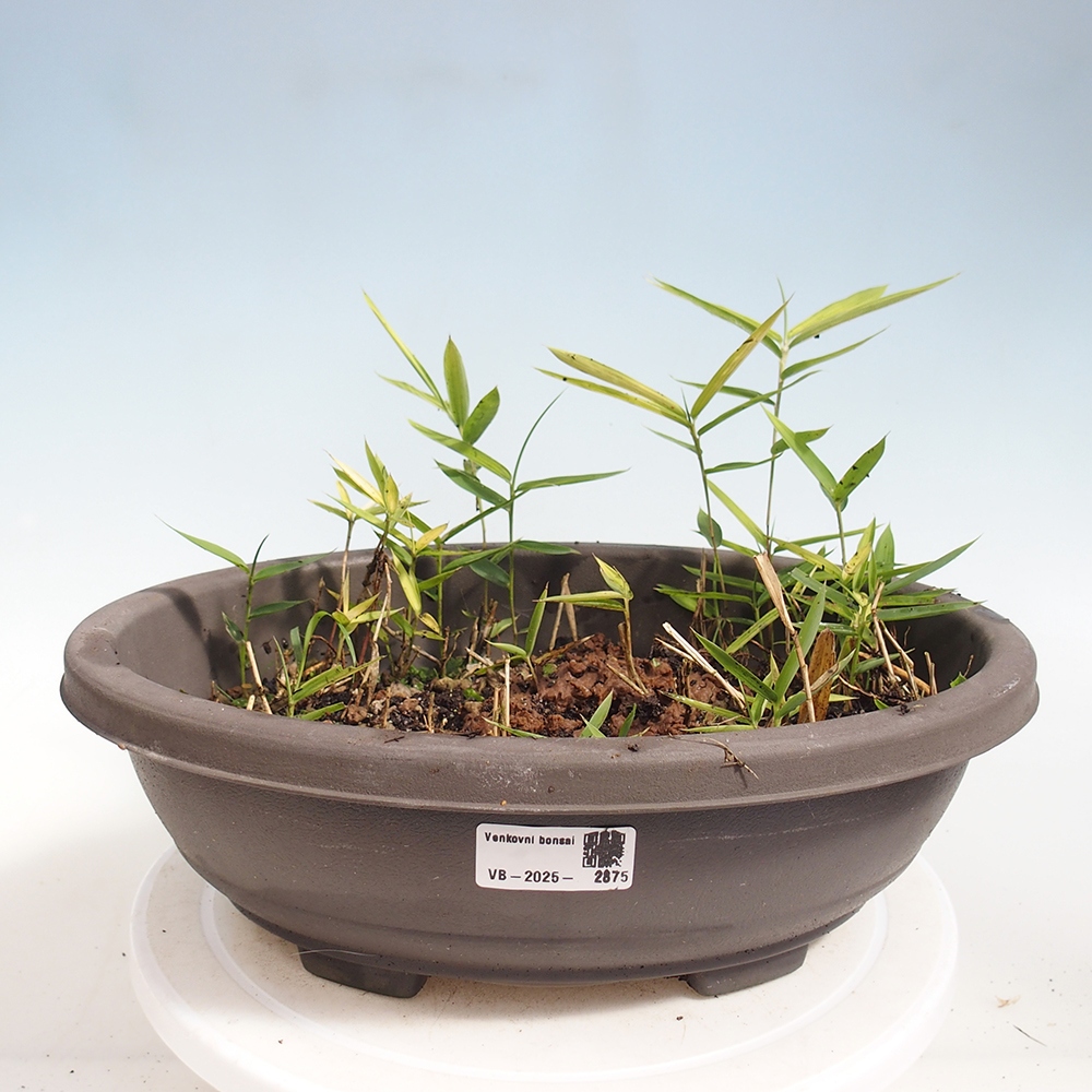 Venkovní bonsai - Pleioblastus argenteostriatus f.pumilus - Bambus zakrslý 