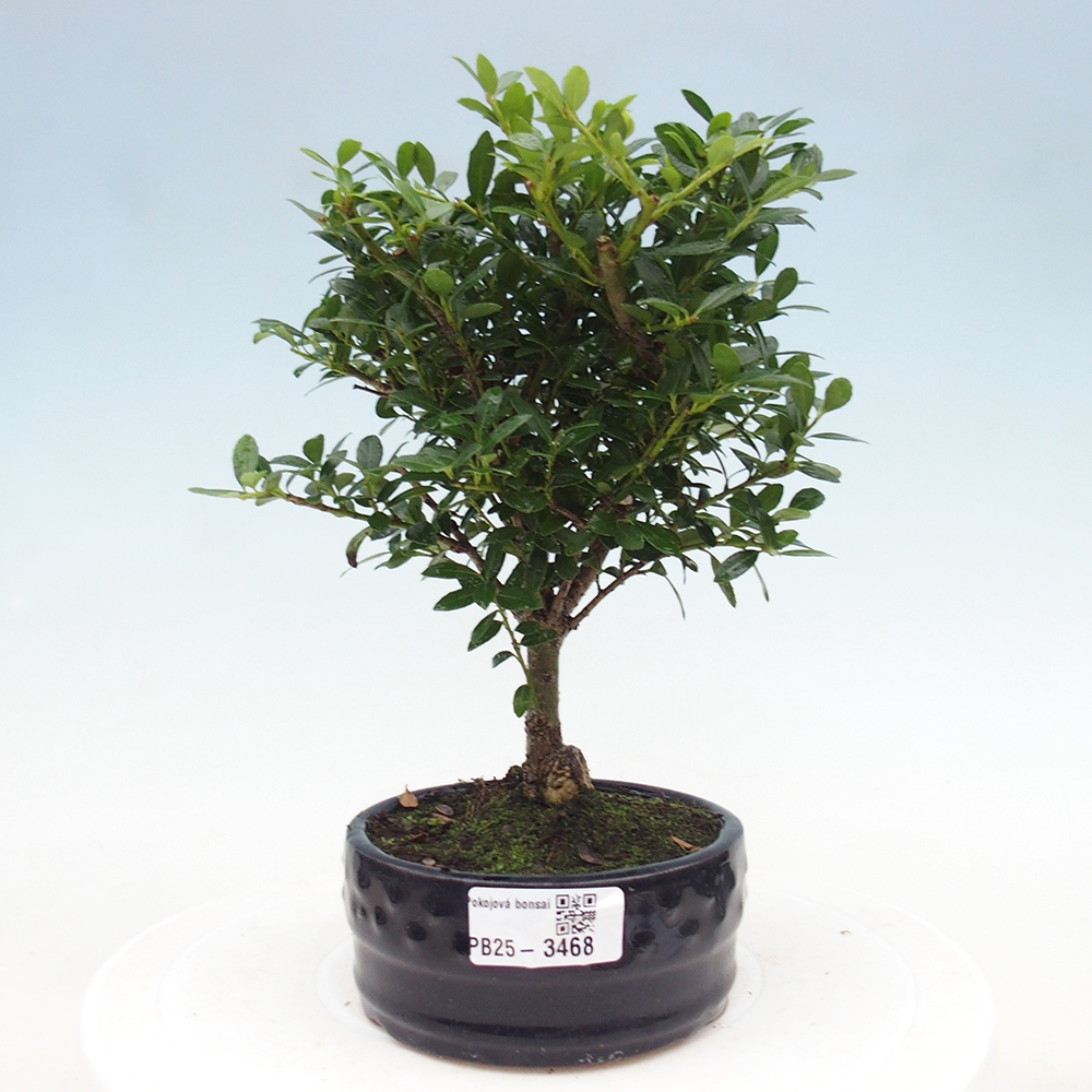 Pokojová bonsai - Ilex crenata - Cesmína