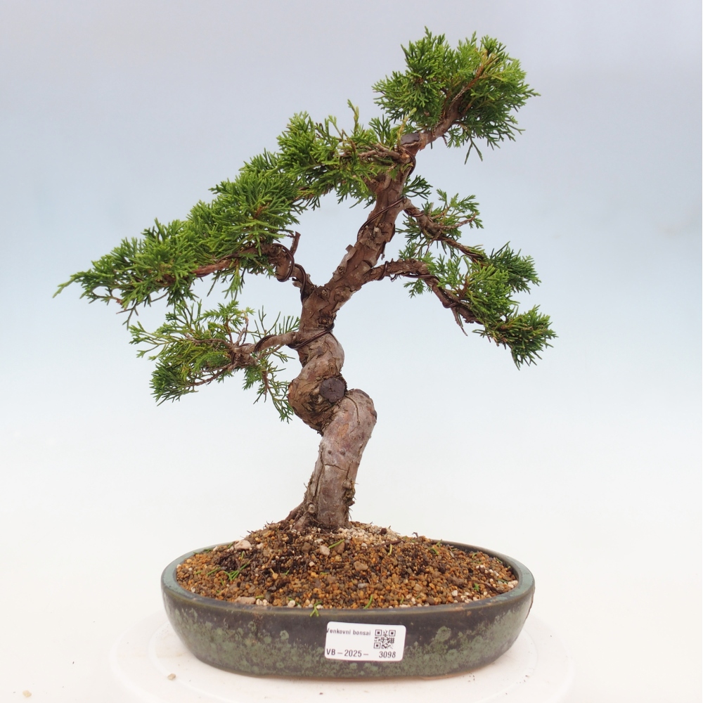 Venkovní bonsai - Juniperus chinensis Itoigawa -Jalovec čínský