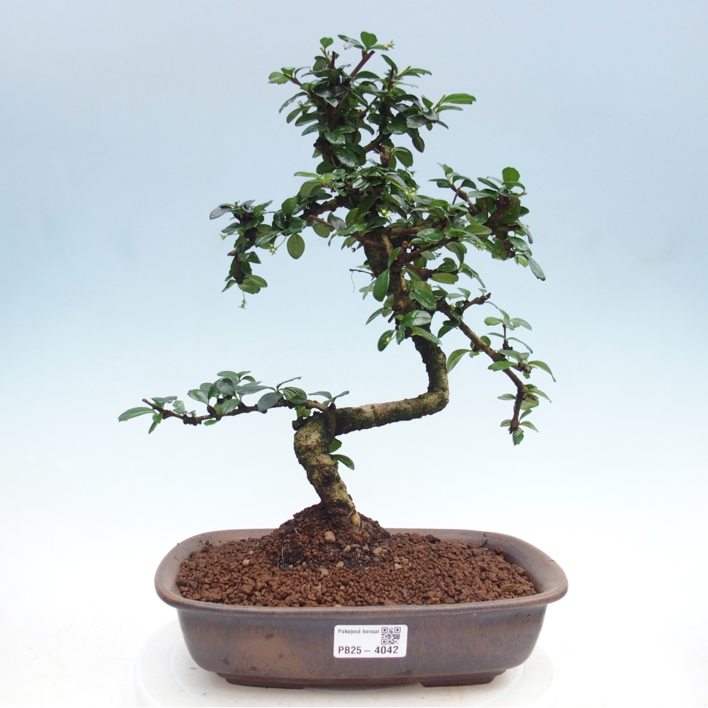 Pokojová bonsai - Carmona macrophylla - Čaj fuki