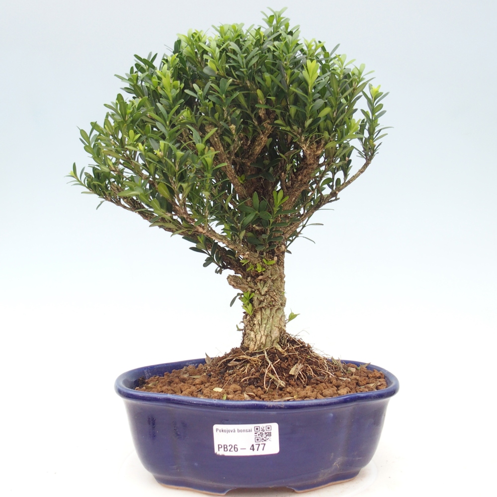 Pokojová bonsai - Buxus harlandii - korkový buxus