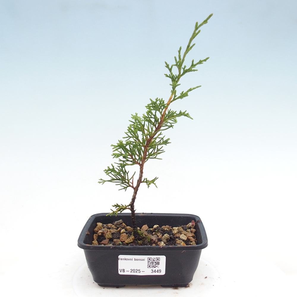 Venkovní bonsai - Juniperus chinensis Itoigawa -Jalovec čínský