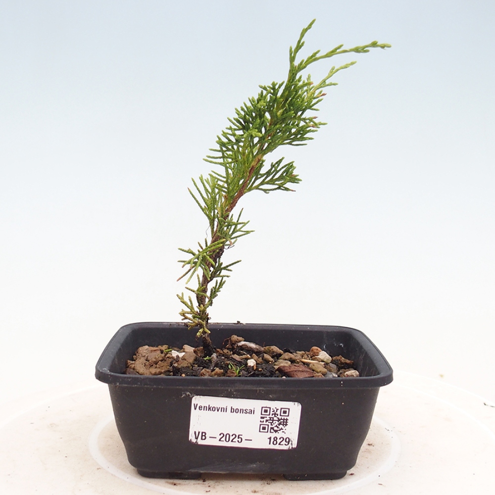 Venkovní bonsai - Juniperus chinensis Itoigawa -Jalovec čínský