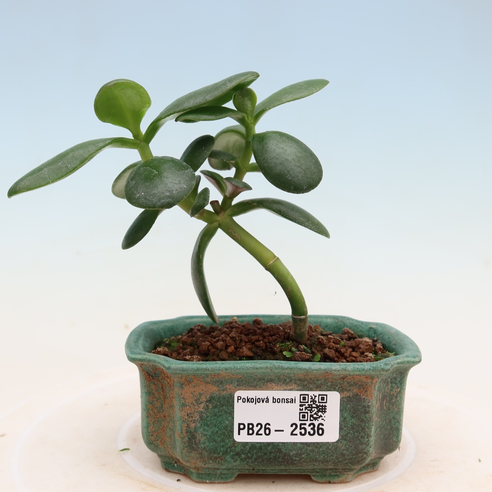 Pokojová bonsai - Portulakaria Afra - Tlustice