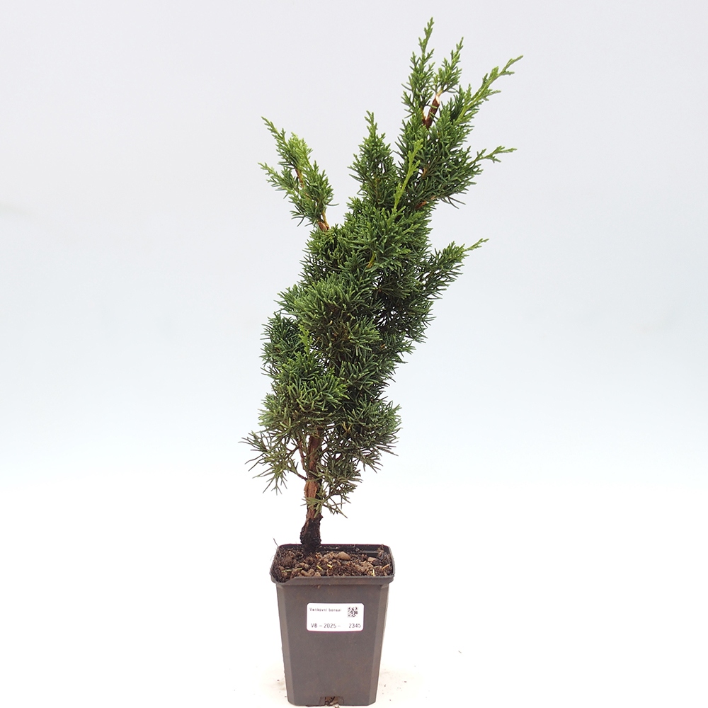 Venkovní bonsai - Juniperus chinensis Kishu -Jalovec čínský