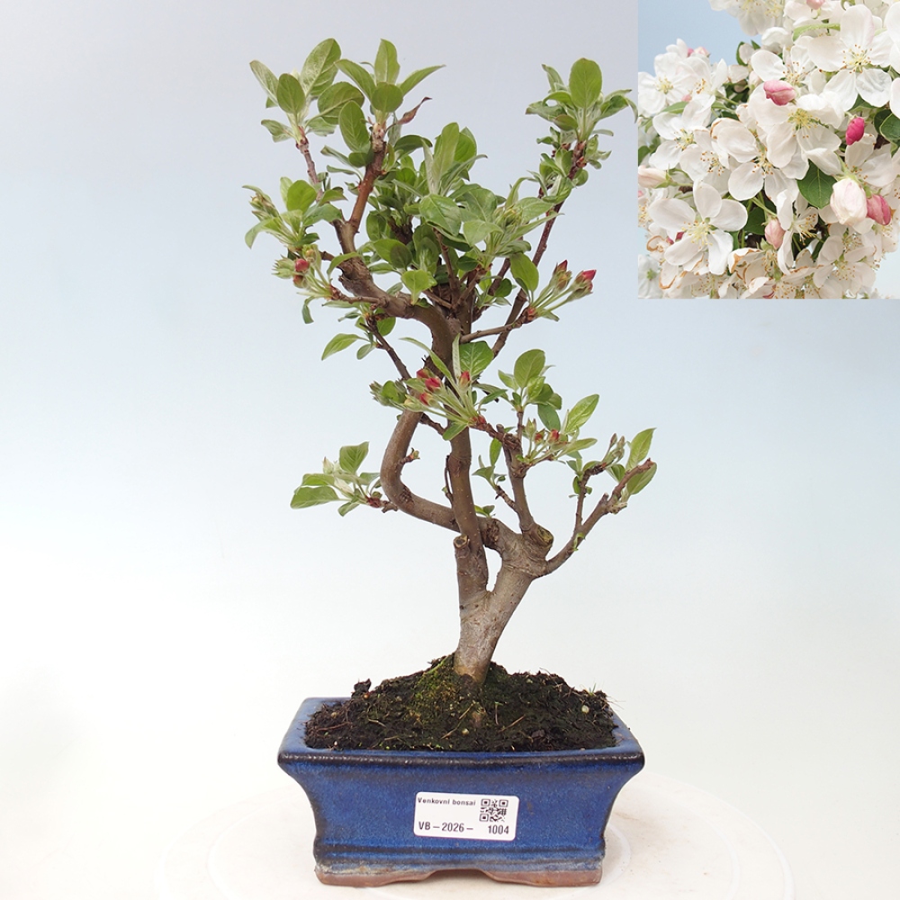 Venkovní bonsai -Malus halliana - Maloplodá jabloň