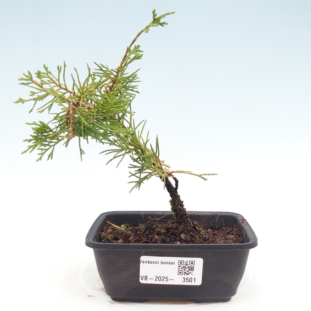 Venkovní bonsai - Juniperus chinensis Itoigawa -Jalovec čínský
