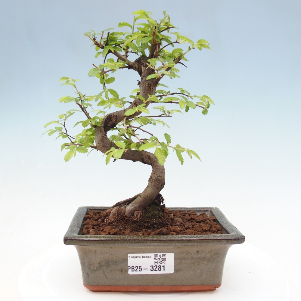 Pokojová bonsai - Ulmus parvifolia - Malolistý jilm