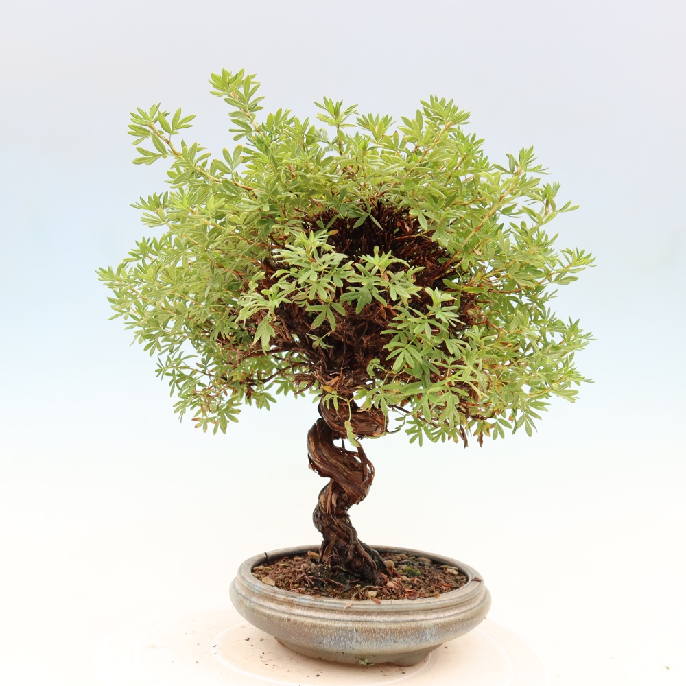 Venkovní bonsai-Mochna křovitá - potentila fruticosa 