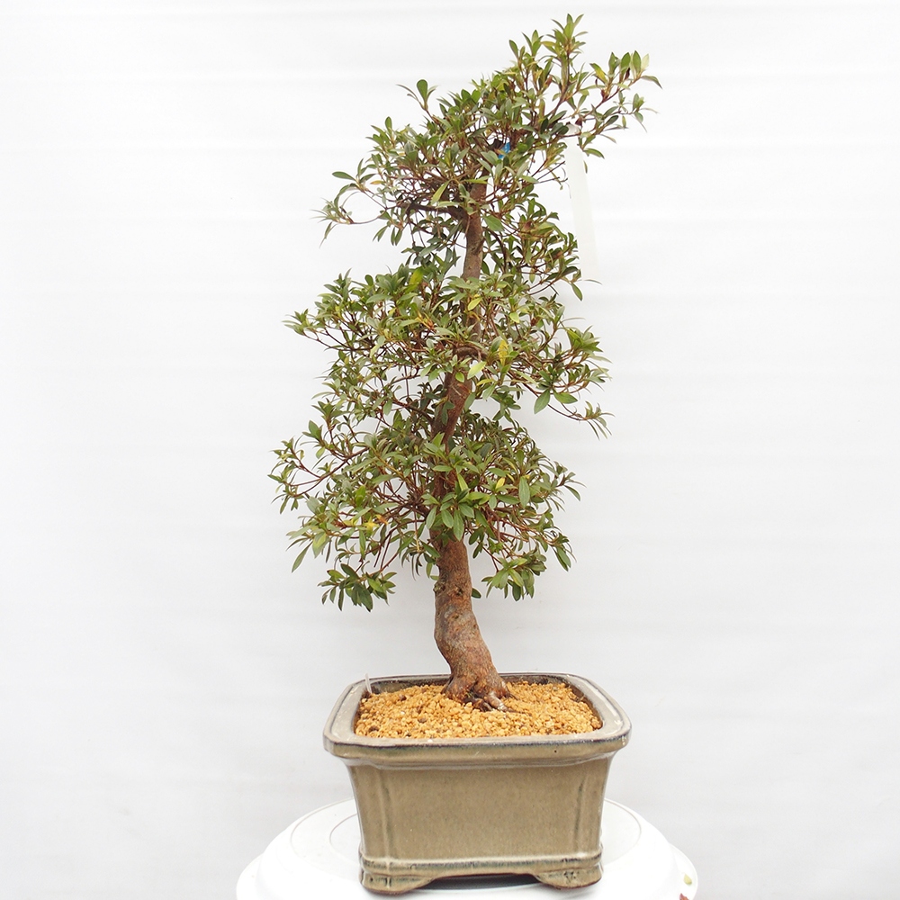Venkovní bonsai - Japonská azalka - Azalea Haruurara