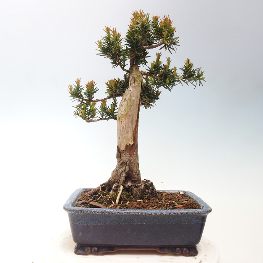 Venkovní bonsai - Taxus cuspidata  - Tis japonský