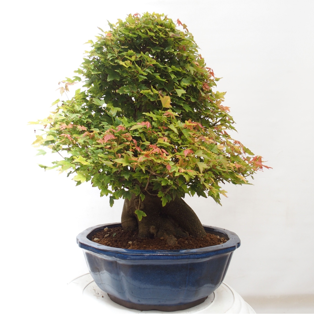 Venkovní bonsai - Acer Buergerianum - Javor Burgerův