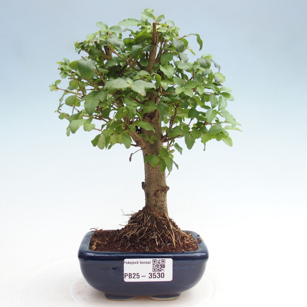 Pokojová bonsai -Ligustrum chinensis - Ptačí zob