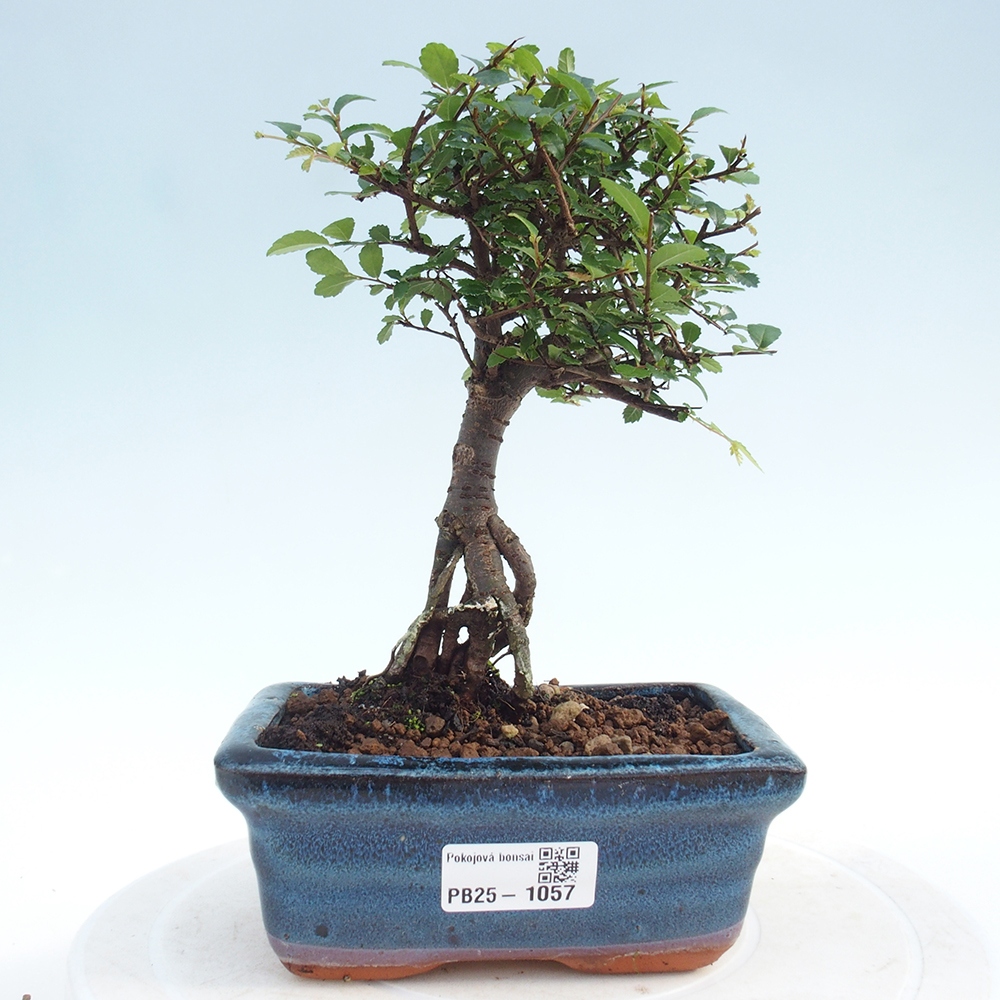 Pokojová bonsai - Ulmus parvifolia - Malolistý jilm