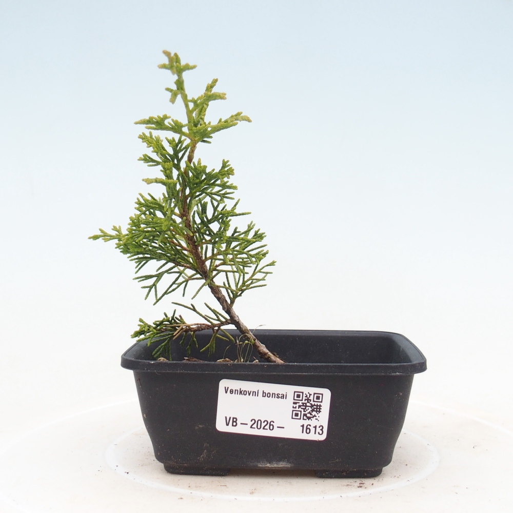 Venkovní bonsai - Juniperus chinensis Itoigawa -Jalovec čínský