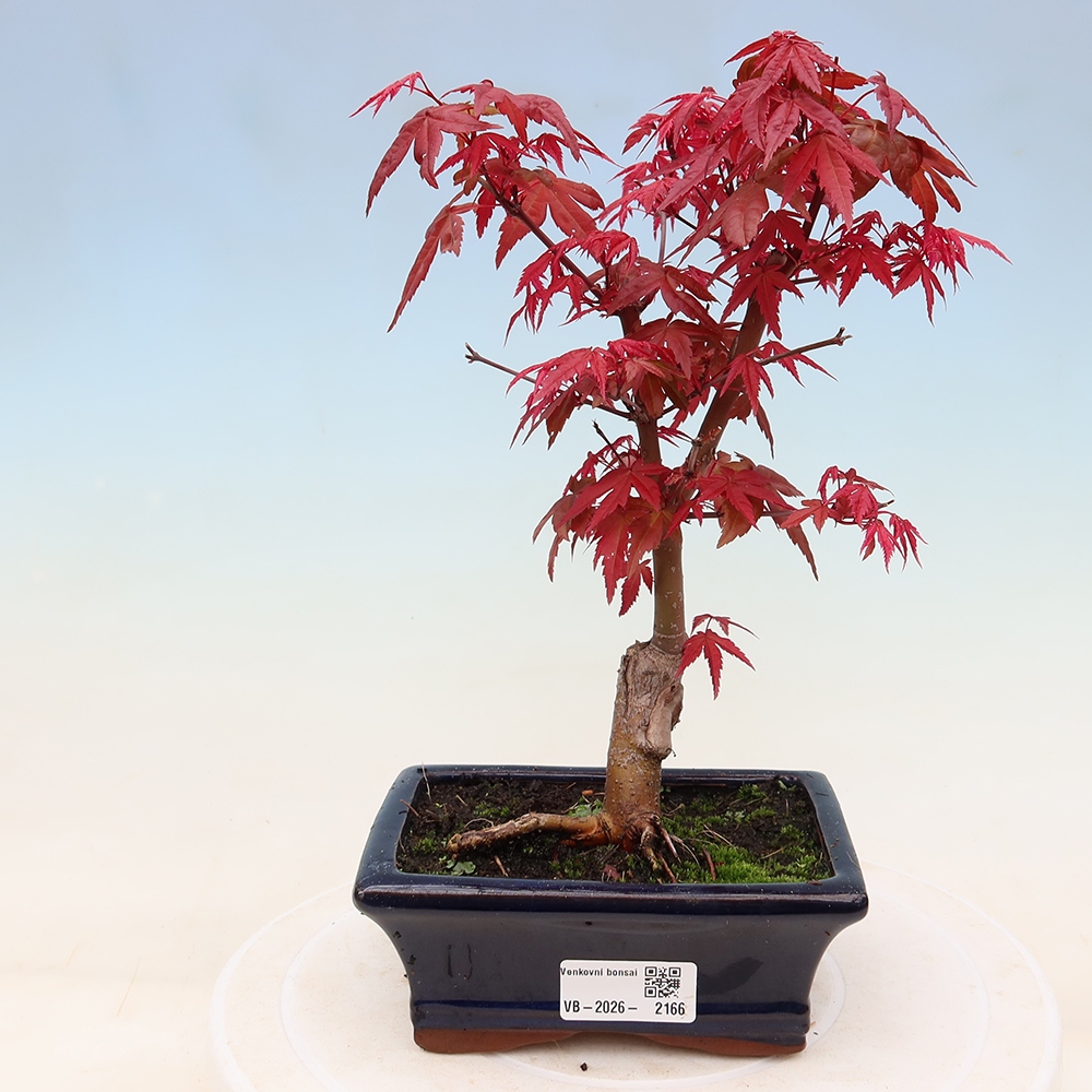 Venkovní bonsai - Javor dlanitolistý - Acer palmatum DESHOJO