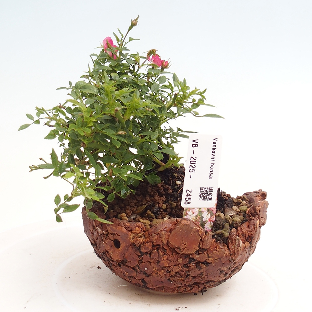 Venkovní bonsai - Rosa Cutie Pie - Růže 