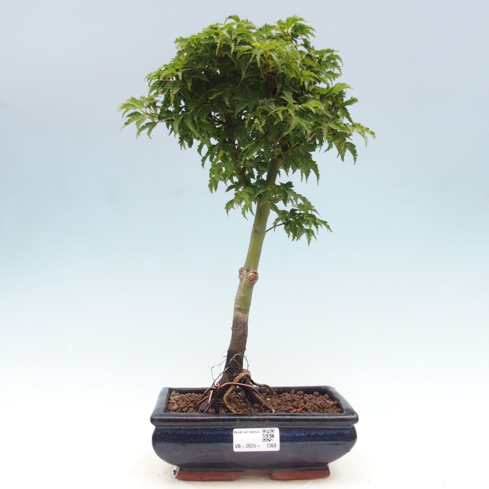 Venkovní bonsai -Javor dlanitolistý Acer palmatum Shishigashira