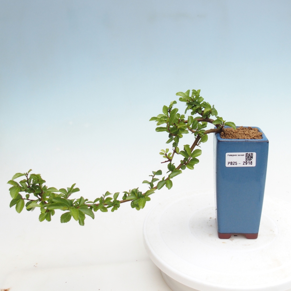 Pokojová bonsai - Grewia occidentalis - Hvězdice levandulová