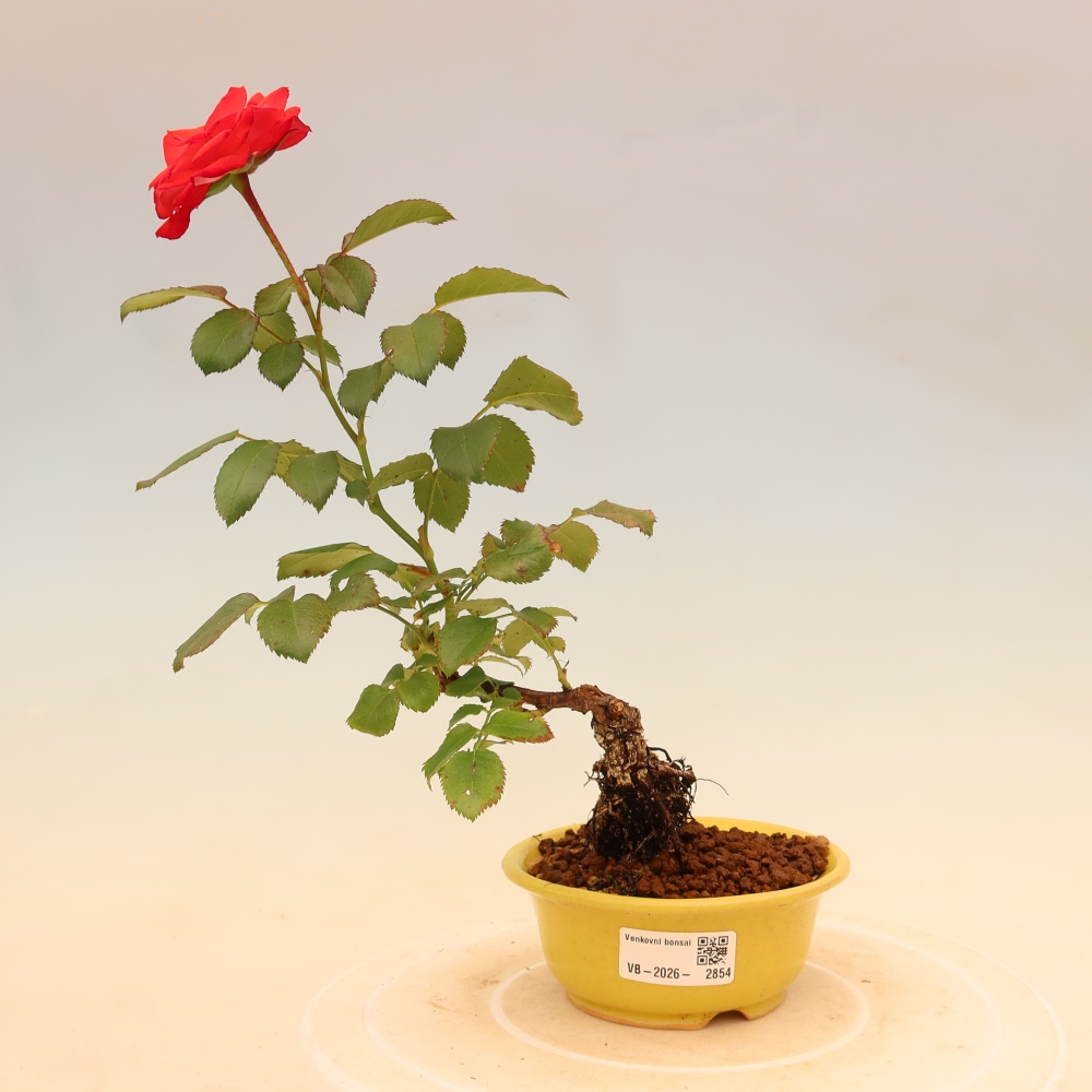 Venkovní bonsai - Rosa Kordes -  růže