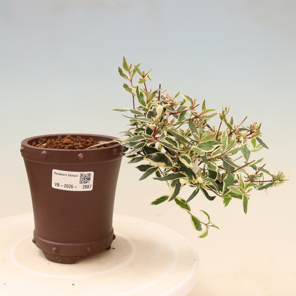 Venkovní bonsai - Abelia gr. Confetti - Abélie velkokvětá