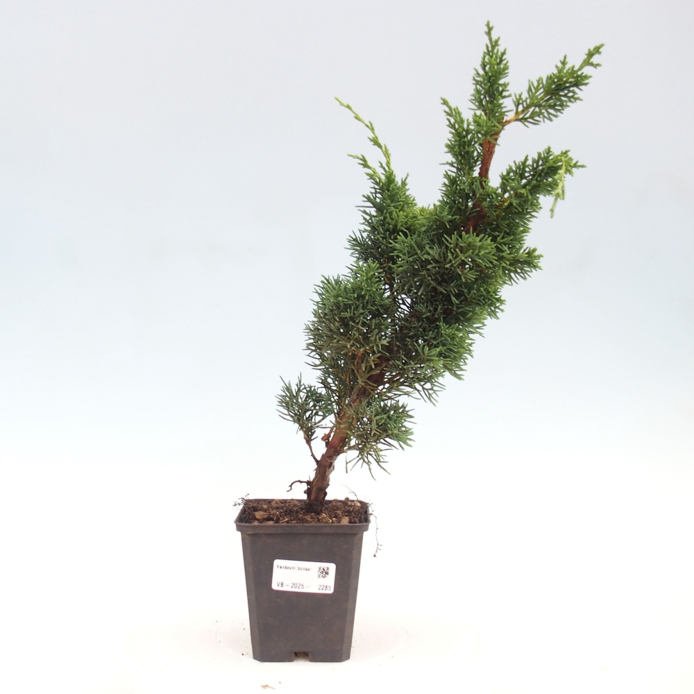 Venkovní bonsai - Juniperus chinensis Kishu -Jalovec čínský