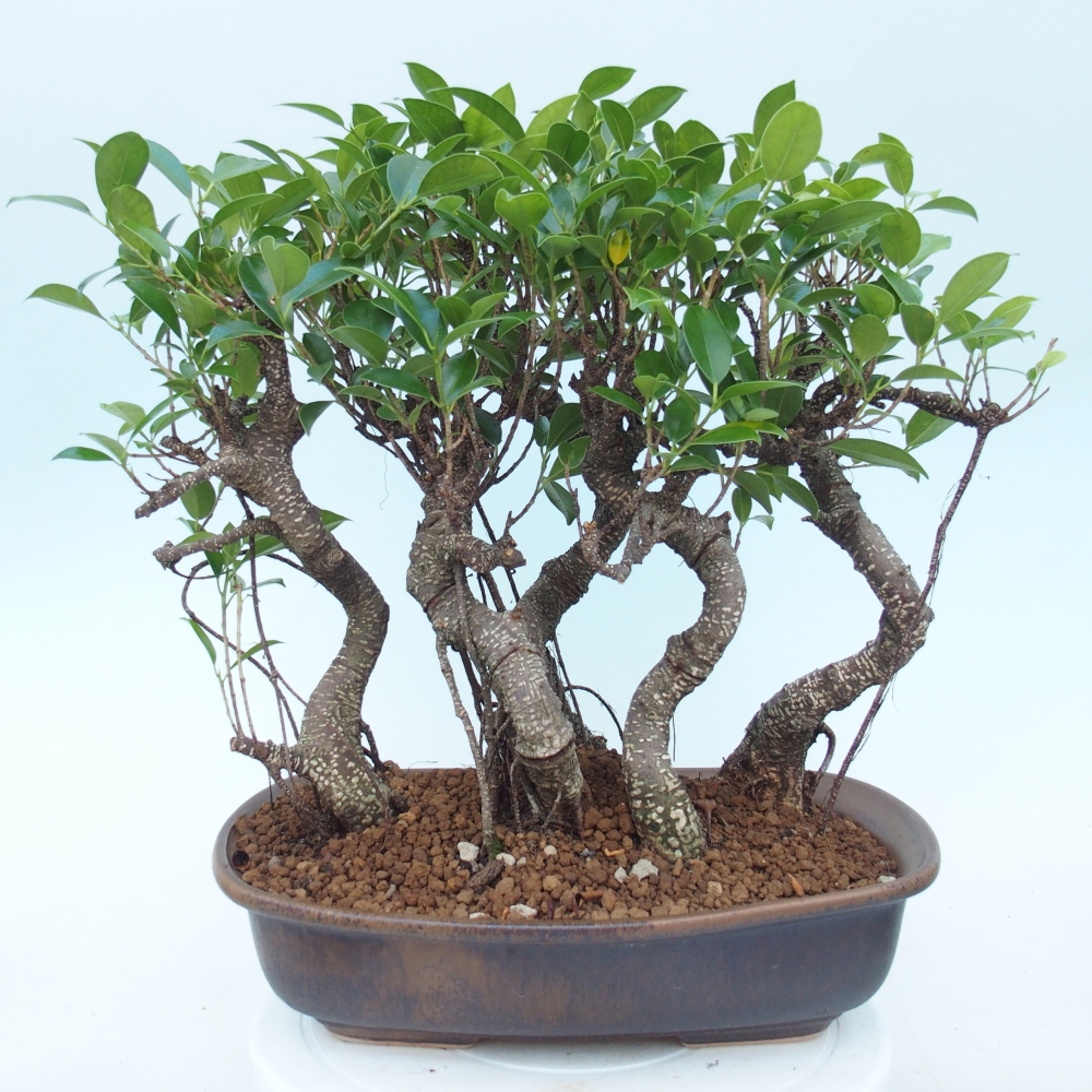 Pokojová bonsai - Ficus kimmen -  malolistý fíkus
