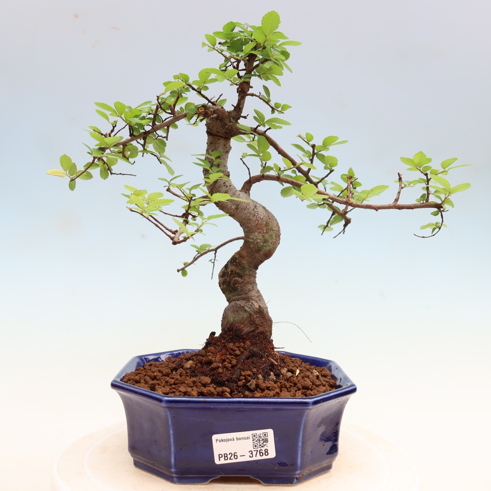 Pokojová bonsai - Ulmus parvifolia - Malolistý jilm