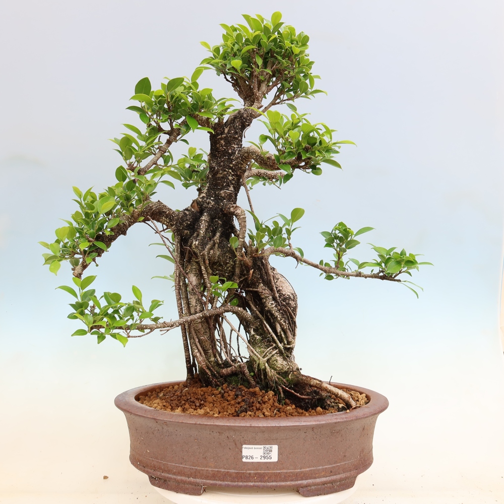 Pokojová bonsai - Ficus kimmen -  malolistý fíkus