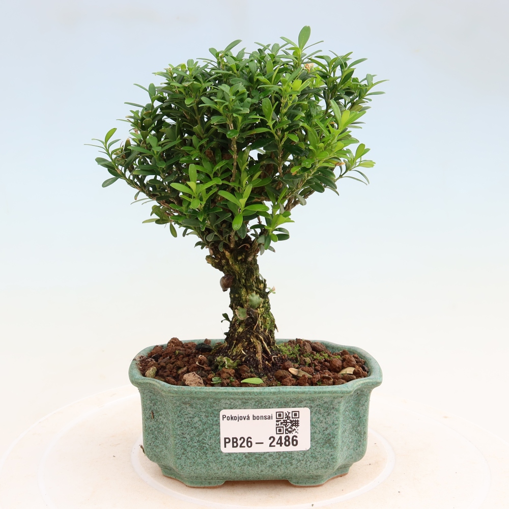 Pokojová bonsai - Buxus harlandii -korkový buxus