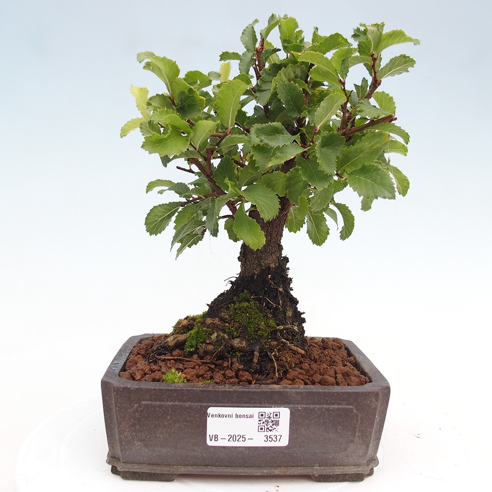 Venkovní bonsai - Zelkova - Zelkova NIRE