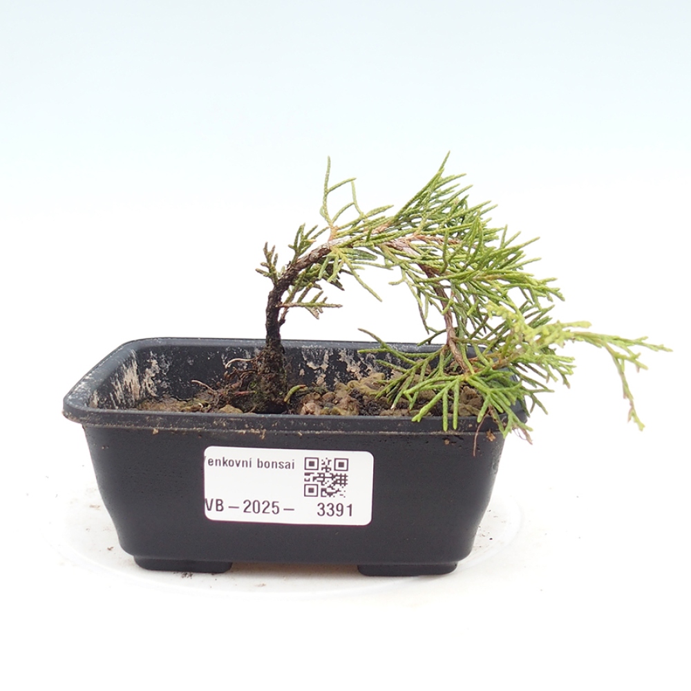 Venkovní bonsai - Juniperus chinensis Itoigawa -Jalovec čínský