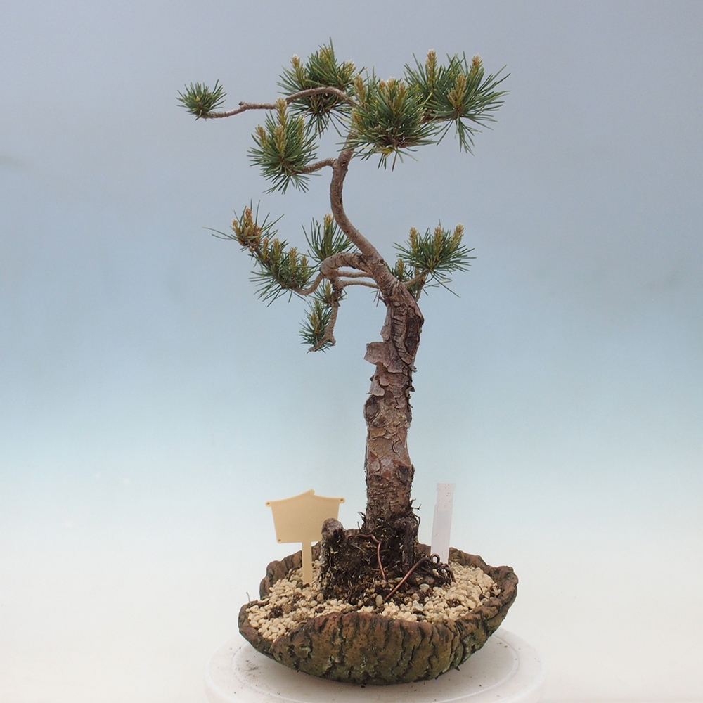 Venkovní bonsai - Pinus Sylvestris Watererri - Borovice lesní