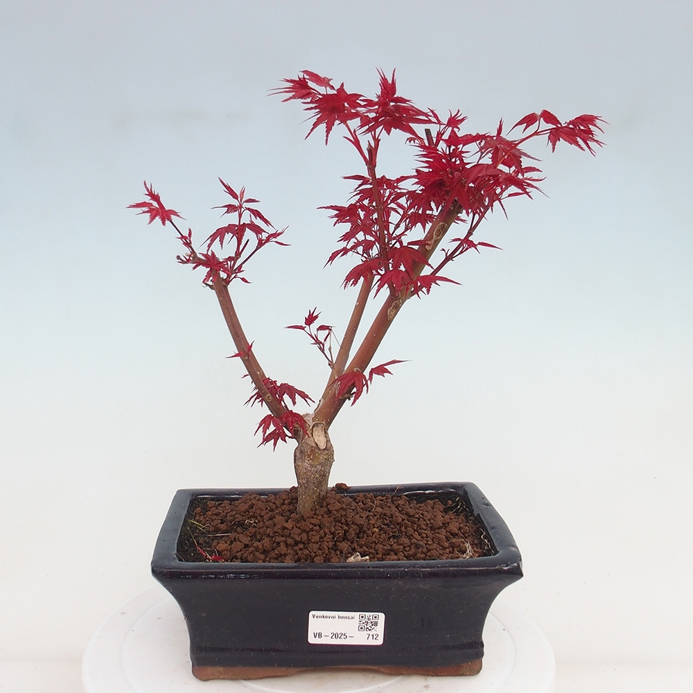 Venkovní bonsai - Javor dlanitolistý - Acer palmatum DESHOJO