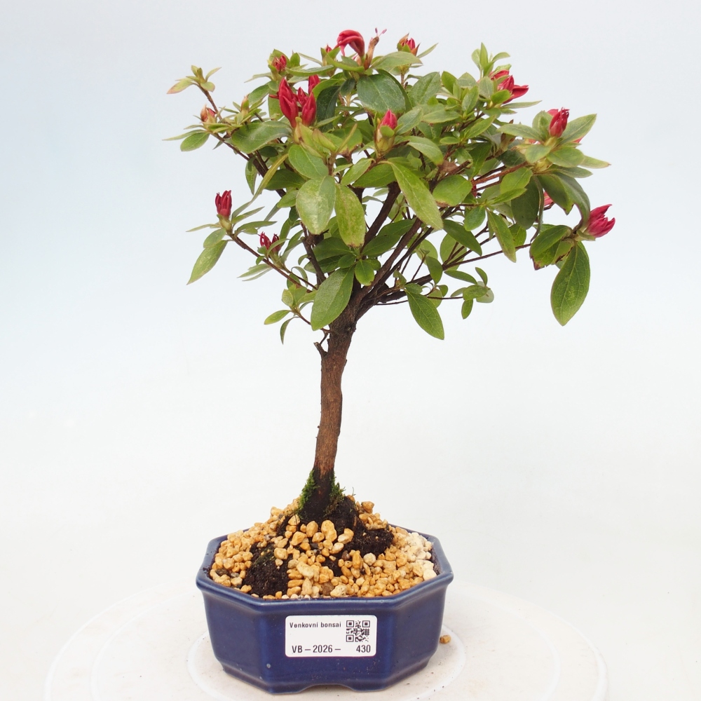 Venkovní bonsai - Japonská azalka - Azalea sp.
