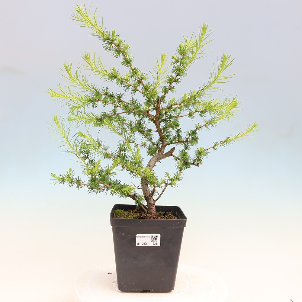 Venkovní bonsai -Larix decidua - Modřín opadavý 