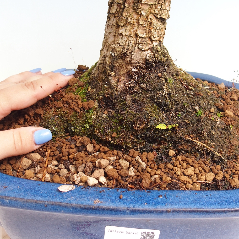 Venkovní bonsai - Zelkova - Zelkova NIRE