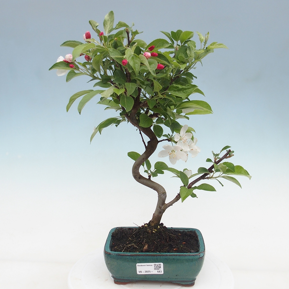 Venkovní bonsai -Malus halliana - Maloplodá jabloň
