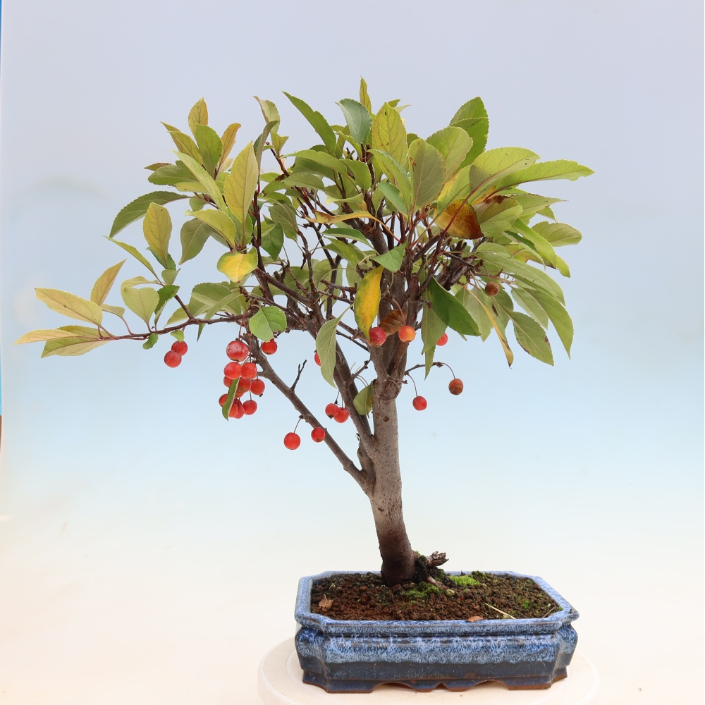 Venkovní bonsai -Malus domestica - Maloplodá jabloň červenolistá