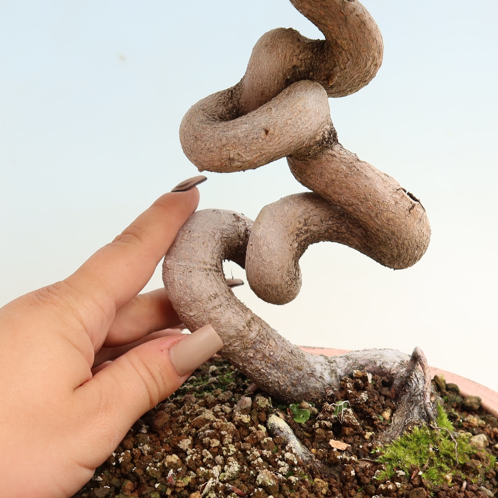 Venkovní bonsai -Carpinus CARPINOIDES - Habr korejský