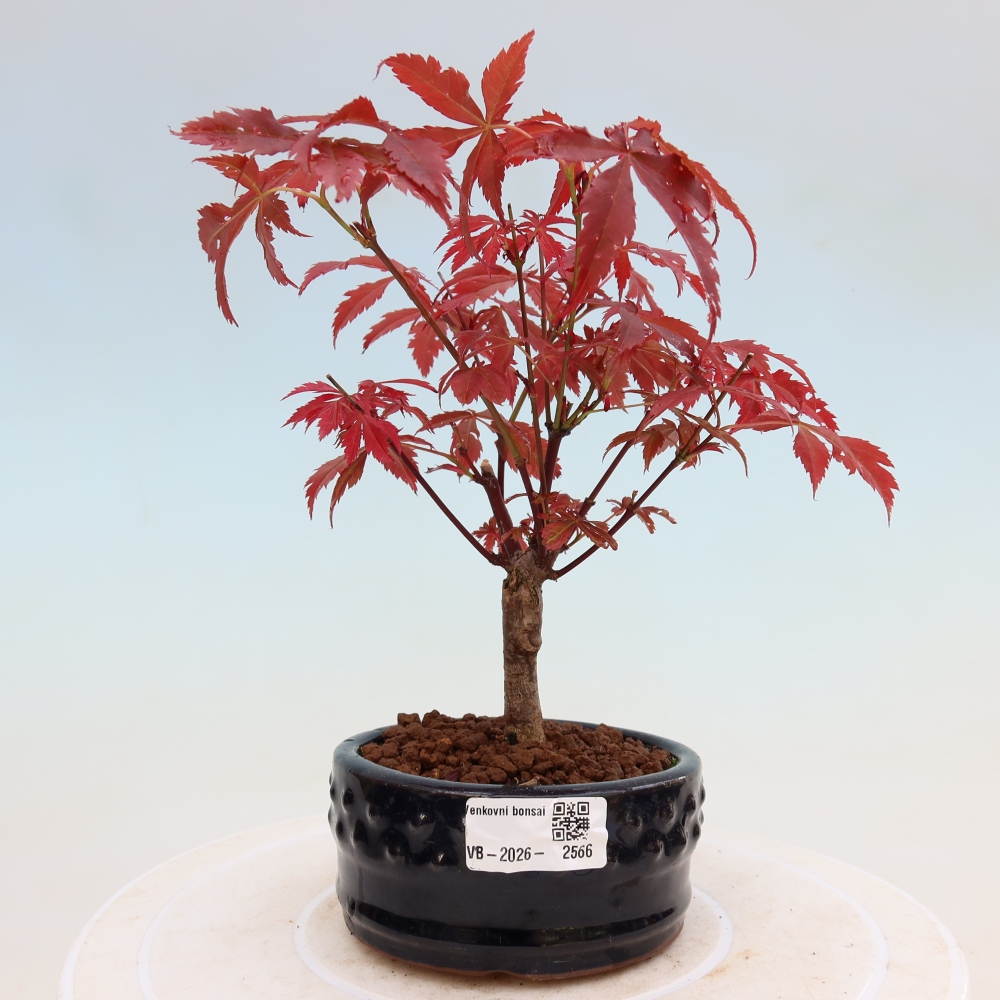 Venkovní bonsai - Acer palm. Atropurpureum-Javor dlanitolistý