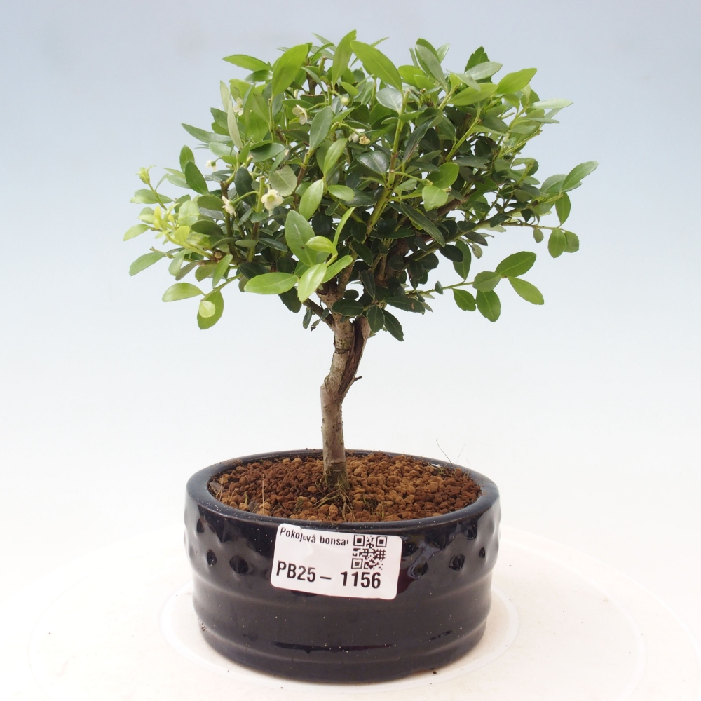 Pokojová bonsai - Ilex crenata - Cesmína