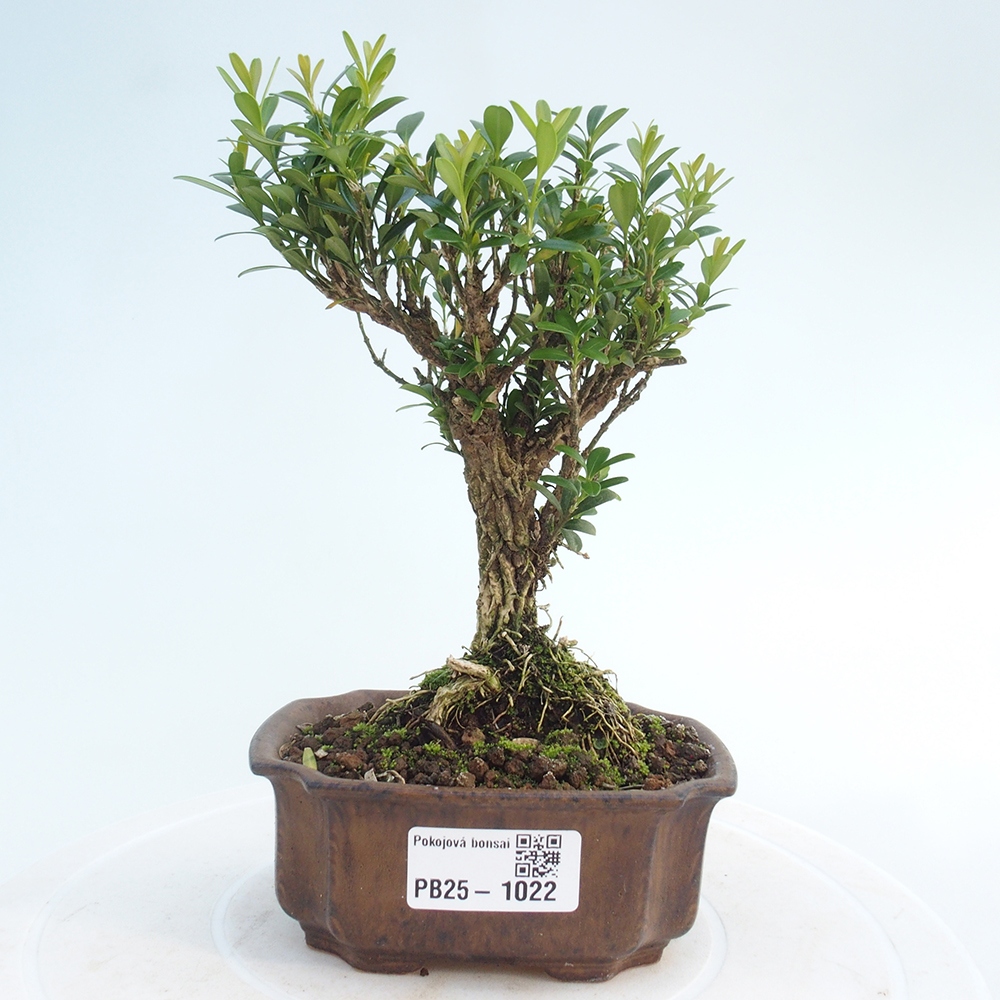 Pokojová bonsai - Buxus harlandii - korkový buxus