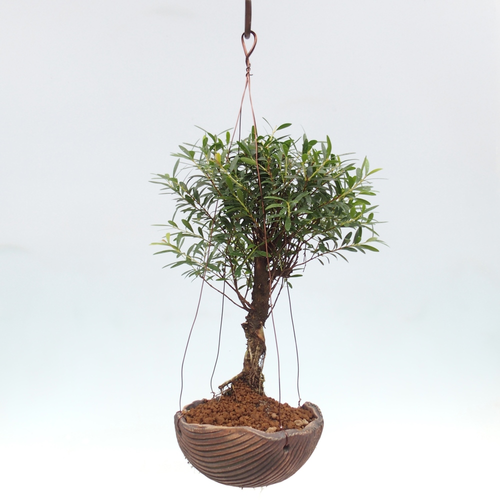 Kokedama v keramice -Syzygium - Pimentovník