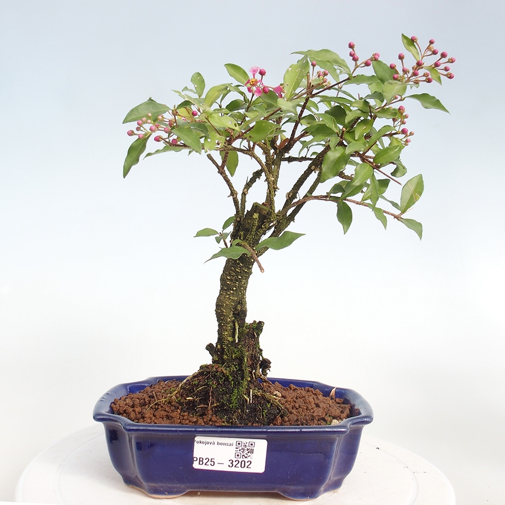 Pokojová bonsai - Malpighia coccigera- Barbdorská třešeň