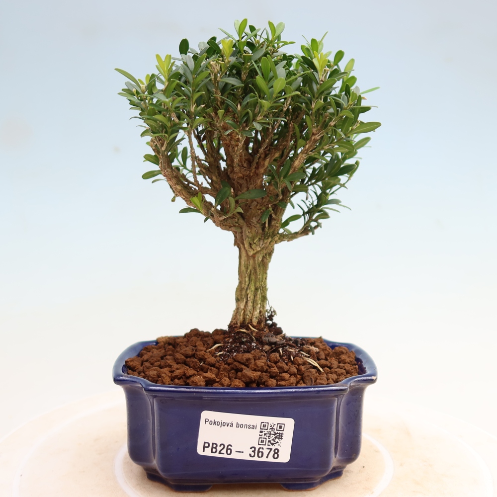 Pokojová bonsai - Buxus harlandii -korkový buxus